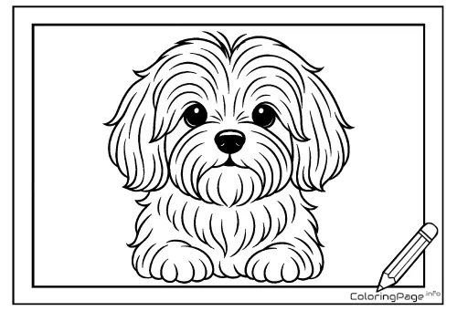 Online coloring page Maltese Dog