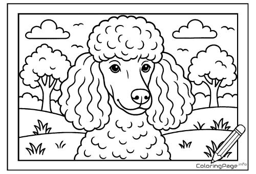 Online coloring page Standard Poodle