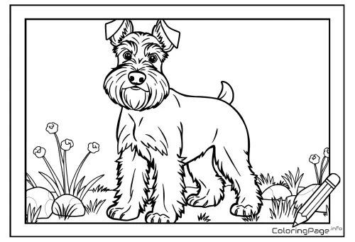 Online coloring page Miniature Schnauzer