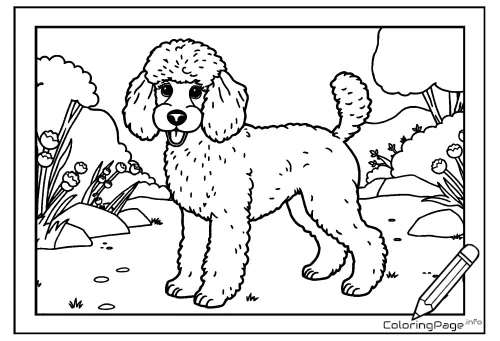 Online coloring page Medium Poodle